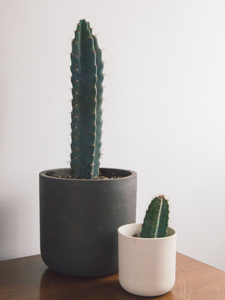 Cactus —